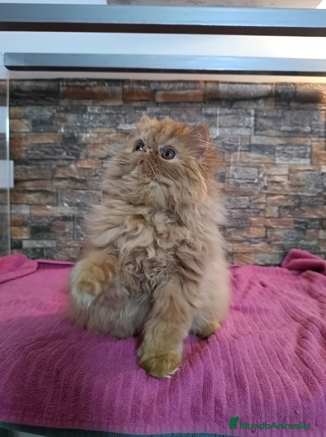 Persa gatos en venta: Gatita Persa Roja - Anuncio 1