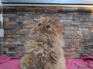 Persa gatos Gatita Persa Roja - Anuncio 3