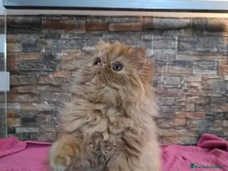 Persa gatos Gatita Persa Roja - Anuncio 31