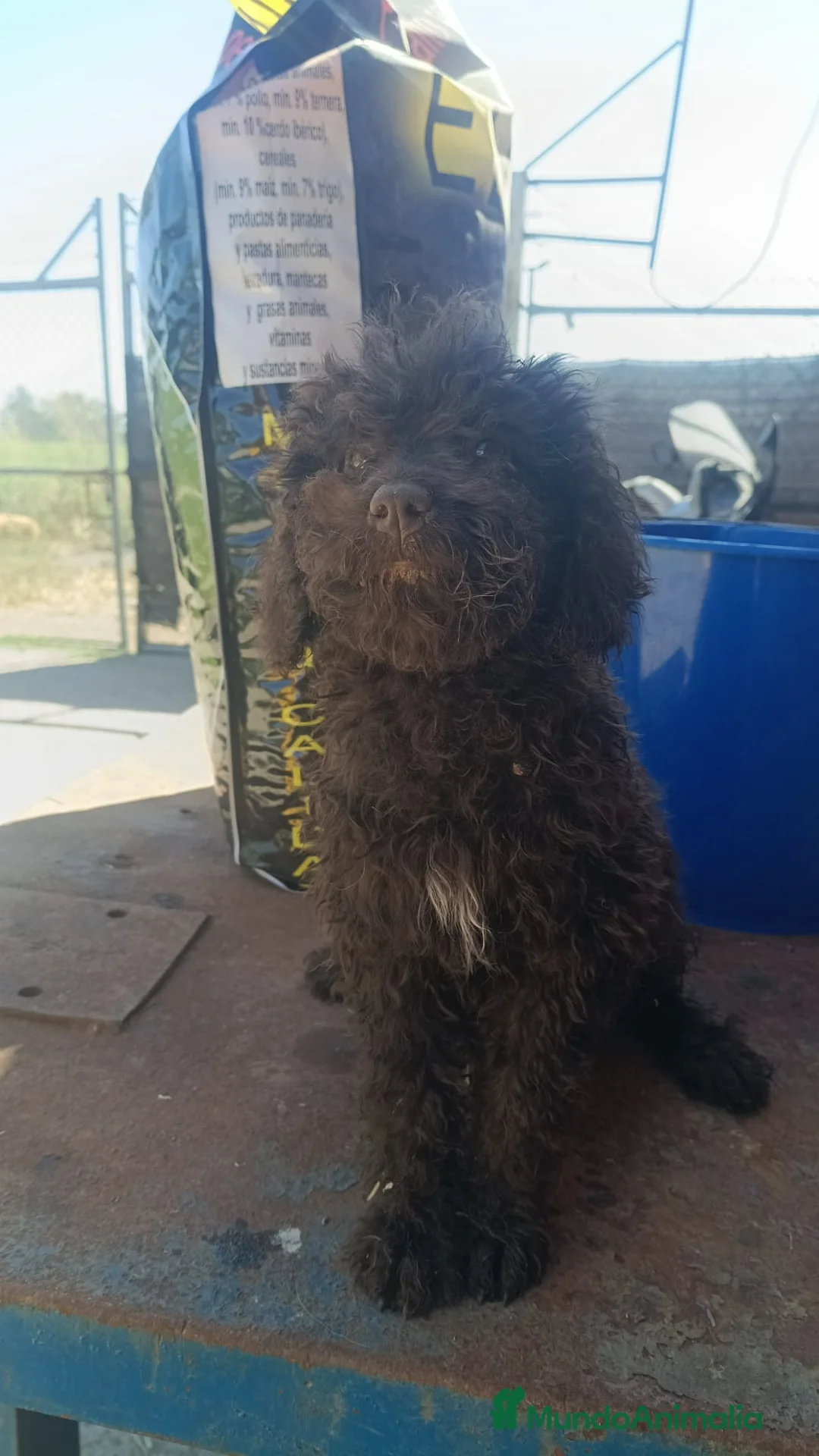 Perro de Agua Español perros en venta: Última cachorra perro de agua disponible!!🐶🐾 en Cádiz - Anuncio 2