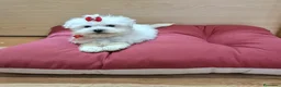 Bichón Maltés perros en venta: Bichón Maltés - Anuncio 2