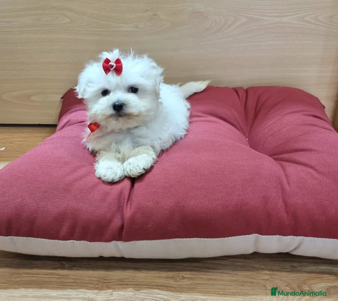 Bichón Maltés perros en venta: Bichón Maltés - Anuncio 2