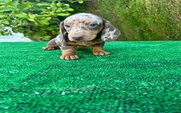 Teckel Miniatura perros en venta: teckel arlequin chocolate  - Imagen 4