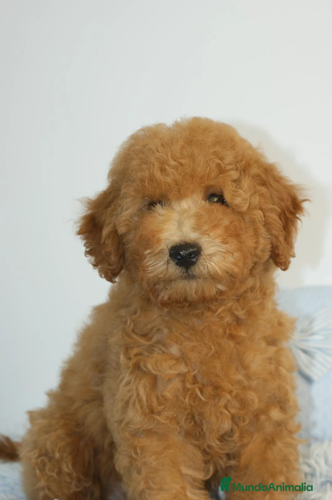Caniche Enano perros en venta: CANICHE ENANO - Anuncio 1