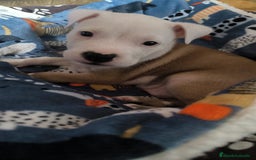 American Staffordshire-Terrier perros en venta: Último macho de American Stanford  - Imagen 1