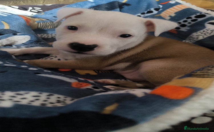 American Staffordshire-Terrier perros - Anuncio 2