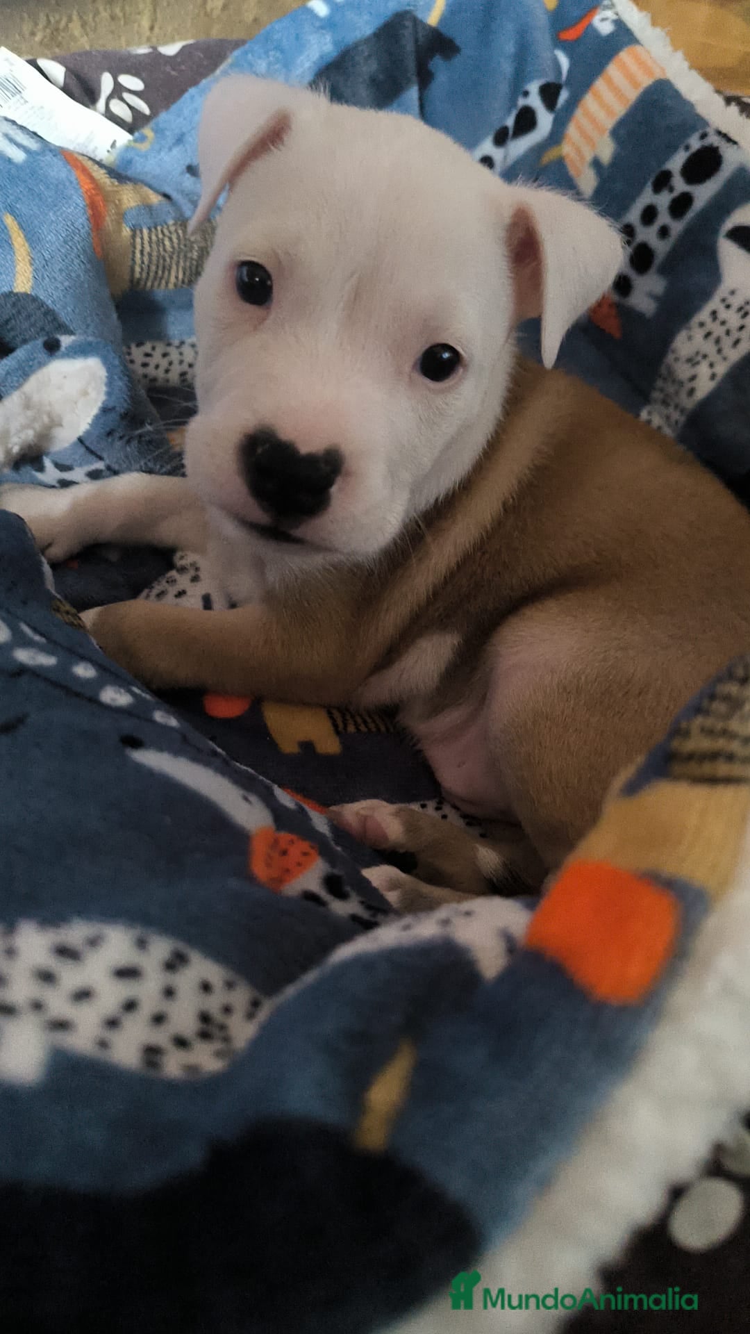 American Staffordshire-Terrier perros en venta: Último macho de American Stanford  - Imagen 1