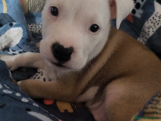 American Staffordshire-Terrier perros - Anuncio 4