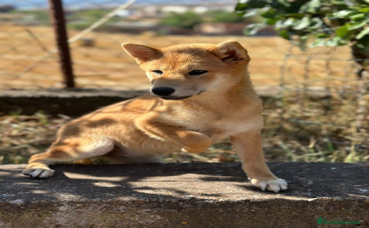 Shiba Inu perros - Propaganda 14