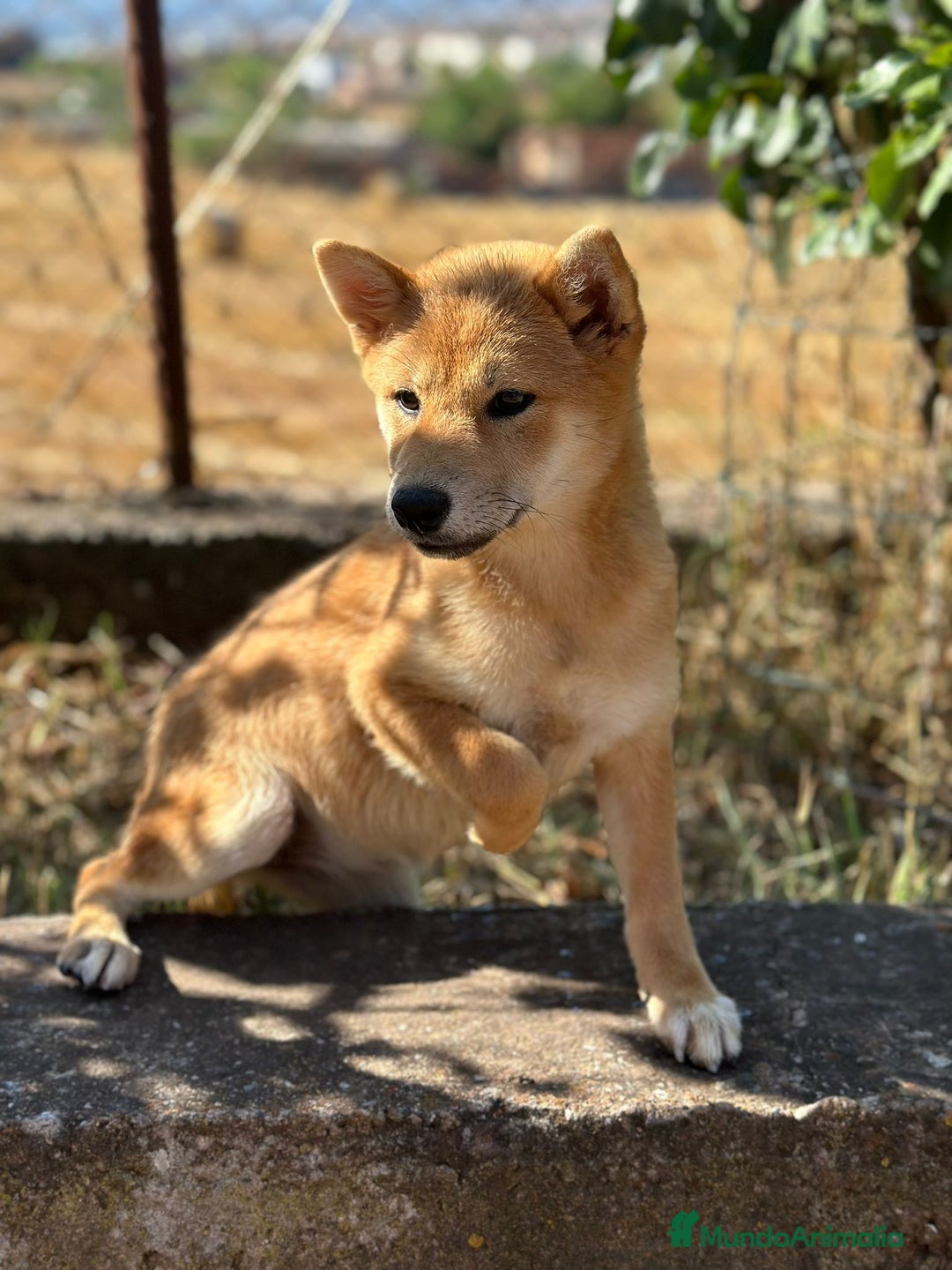 Shiba Inu perros en venta: Shiba inu hembra  - Imagen 1