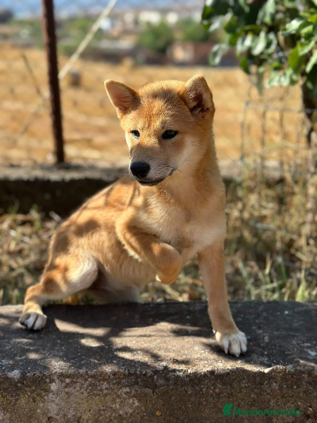 Shiba Inu perros en venta: Shiba inu hembra  - Anuncio 1