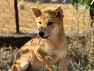 Shiba Inu perros Shiba inu hembra - Anuncio 9
