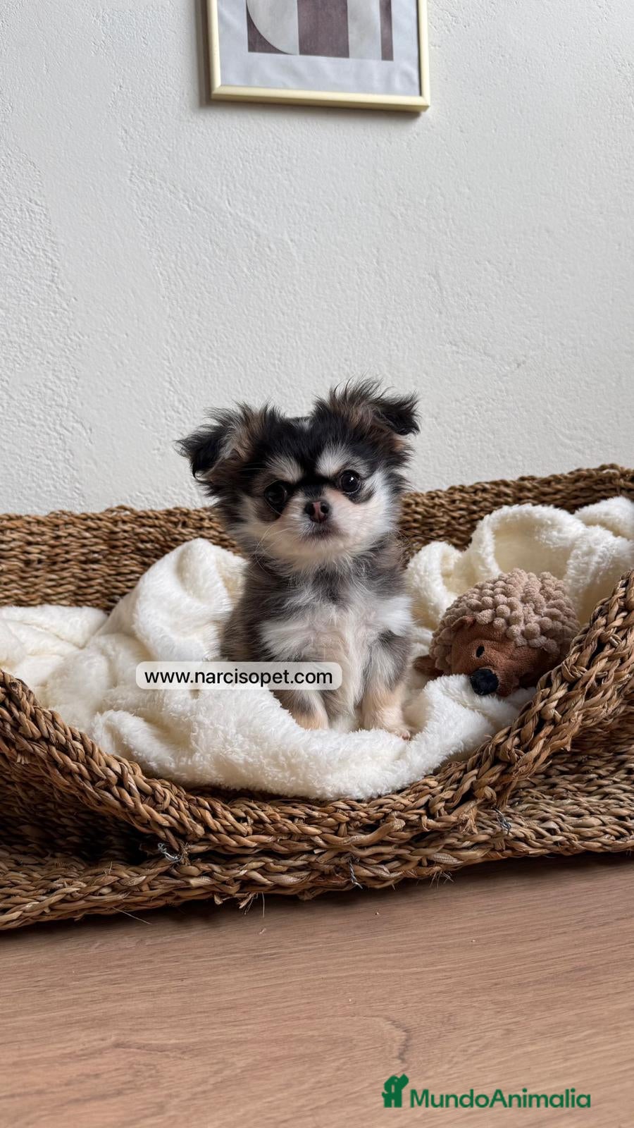 Chihuahua perros CHIHUAHUA PELO LARGO - Anuncio 2