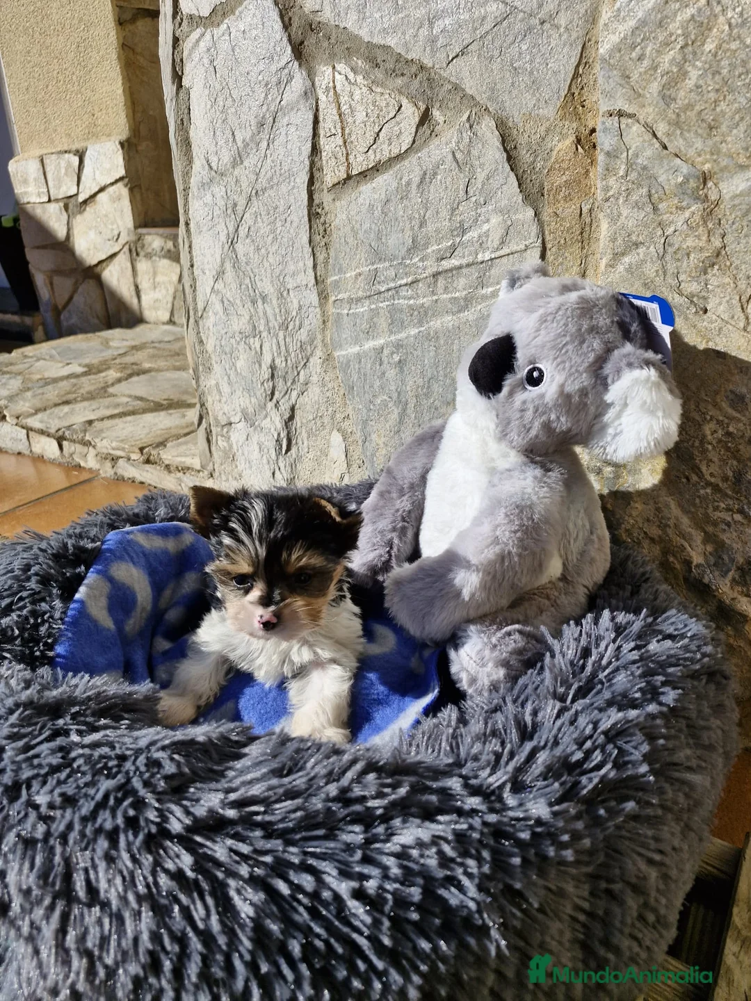 Biewer Yorkshire Terrier a la Pom Pon perros en venta: Biewers espectaculares  en Barcelona - Anuncio 3