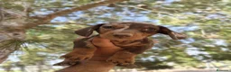 Teckel perros en venta: Teckels exclusivos - Anuncio 1