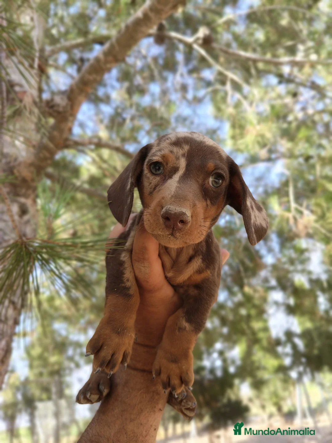 Teckel perros en venta: Teckels exclusivos - Anuncio 1