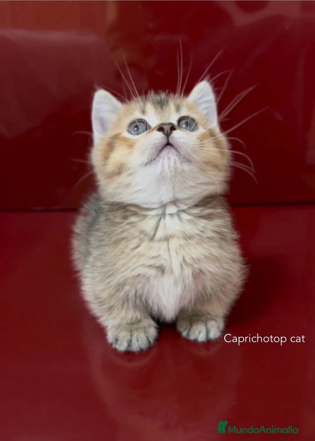 Munchkin gatos en venta: Munchkin gatitos - Anuncio 5