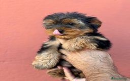 Yorkshire Terrier perros en venta: Yorkshire  - Imagen 3
