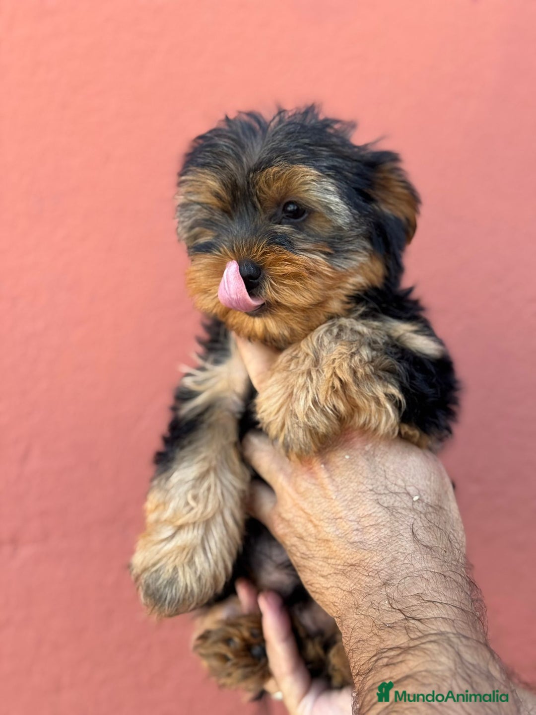 Yorkshire Terrier perros en venta: Yorkshire  - Imagen 3