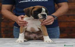 Boxer perros en venta: BOXER DORADO MACHO - Imagen 2