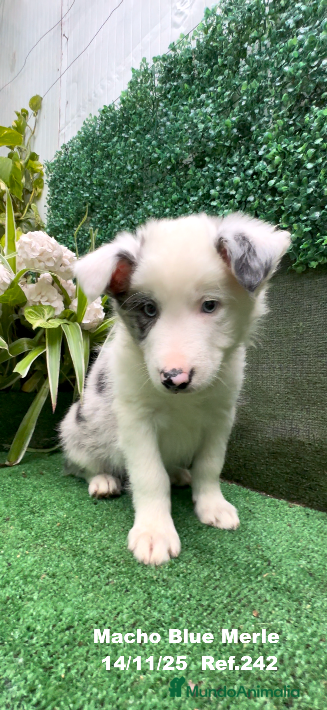 Border Collie perros en venta: Border Collie De Villa Biznaga - Anuncio 17
