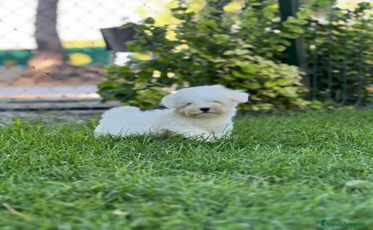 Bichón Maltés perros - Propaganda 6
