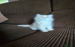 Británico de Pelo Largo gatos en venta: Gatcot.com - Imagen 6
