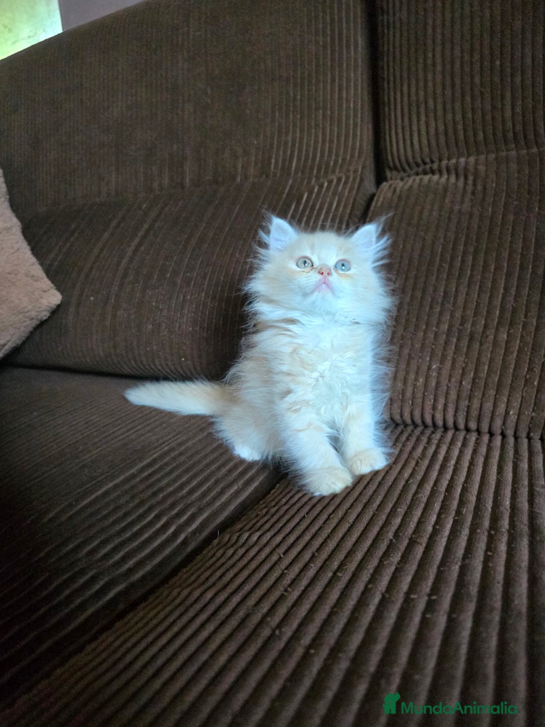 Británico de Pelo Largo gatos en venta: Gatcot.com - Imagen 6