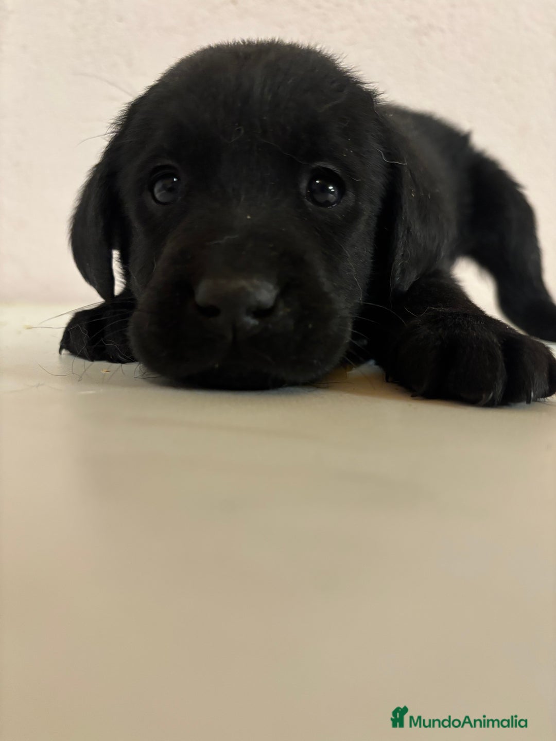 Labrador Retriever perros en venta: LABRADORES RETRIEVER - Imagen 4