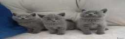 Británico de Pelo Corto gatos en venta: British Shorthair - Anuncio 2