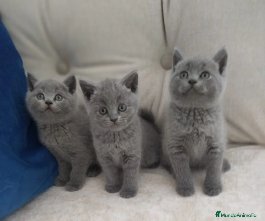 Británico de Pelo Corto gatos en venta: British Shorthair - Anuncio 2