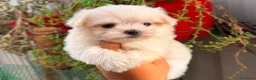 Bichón Maltés perros en venta: Bichón maltés - Anuncio 4