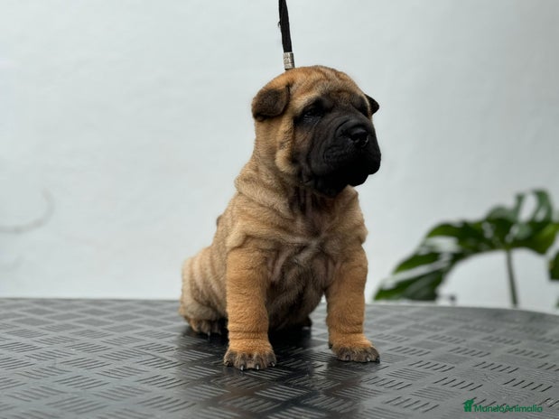 Shar Pei perros LOS MEJORES SHAR PEI NACIONALES en Málaga - Anuncio 4