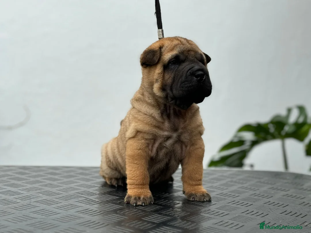 Shar Pei perros en venta: LOS MEJORES SHAR PEI NACIONALES en Málaga - Anuncio 1