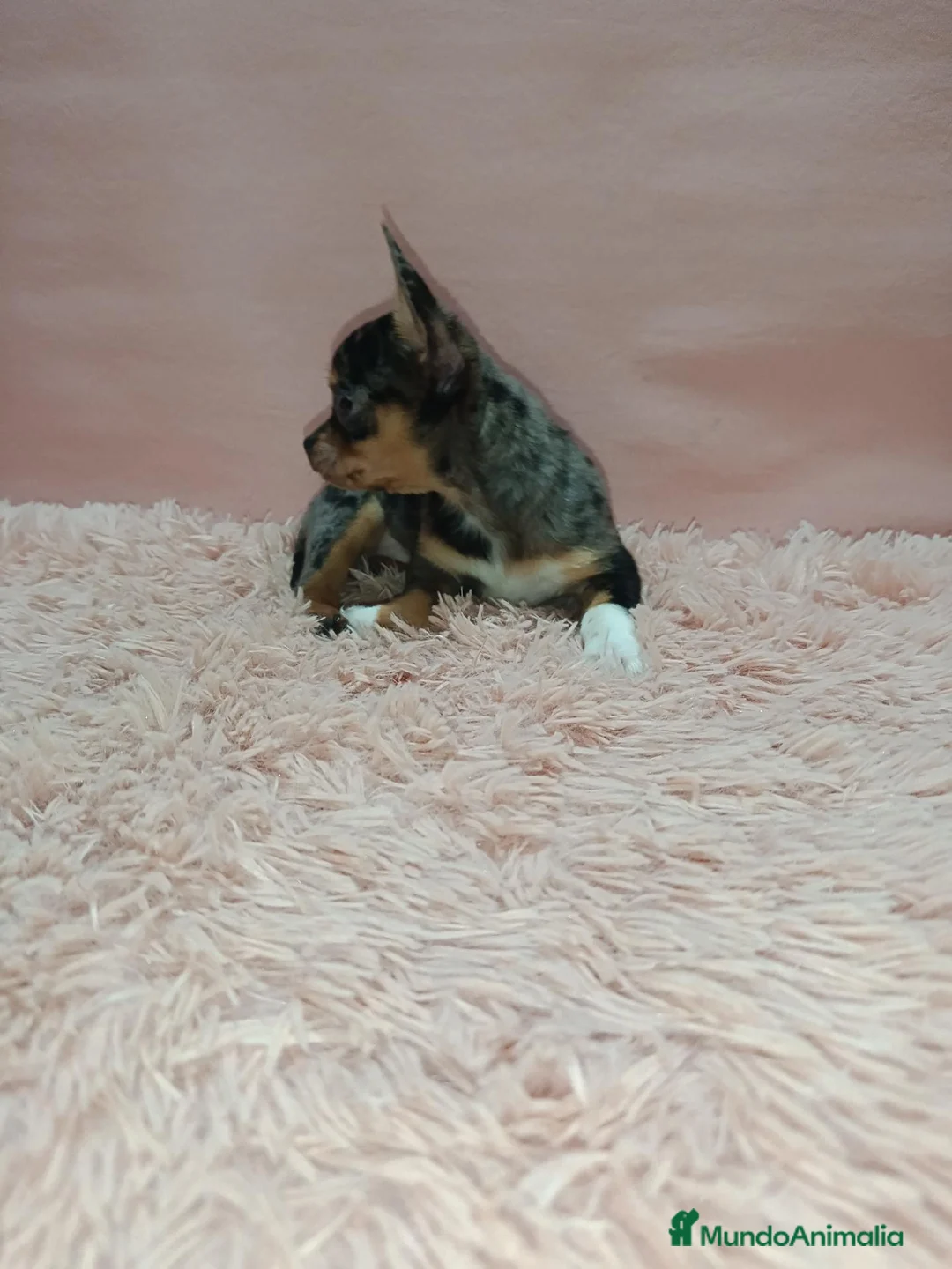 Chihuahua perros en venta: Cachorrito chihuahua toy - Anuncio 2