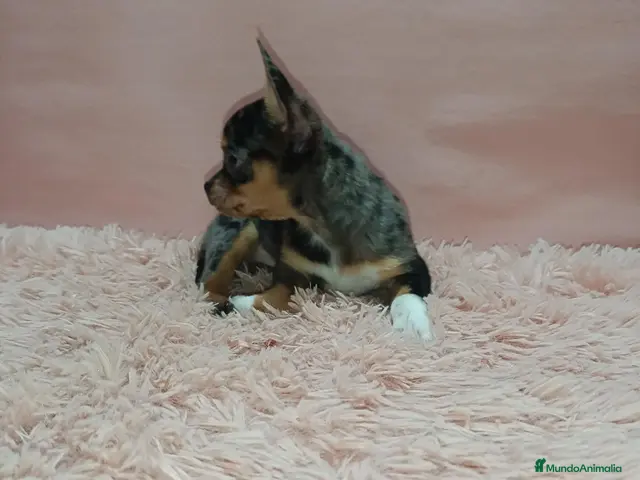 Chihuahua perros en venta: Cachorrito chihuahua toy - Anuncio 2