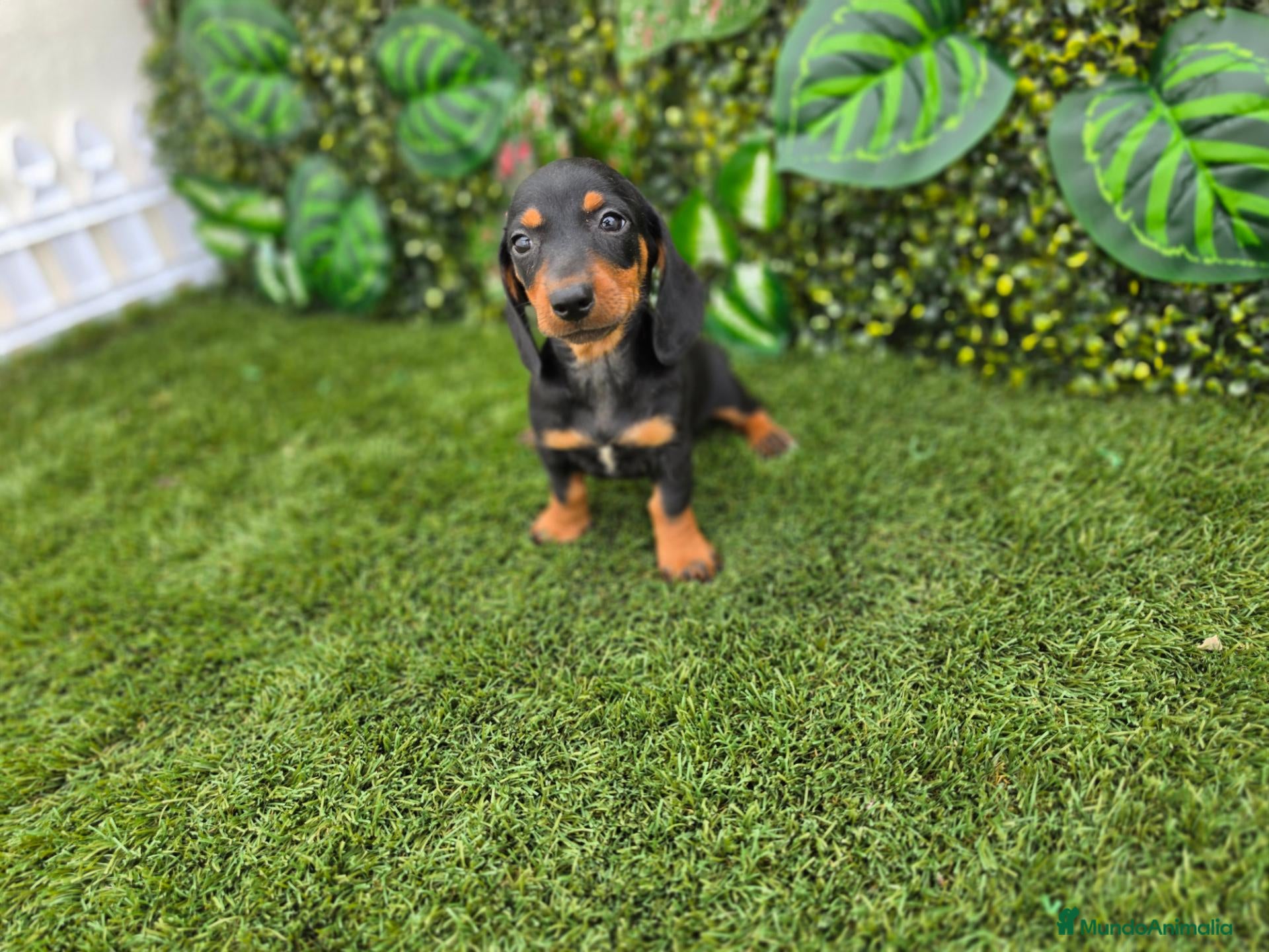 Teckel Miniatura perros TECKEL KANNINCHEN  - Anuncio 3
