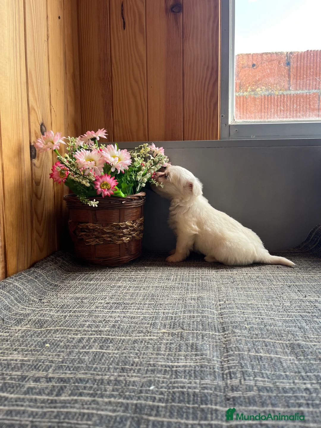 Bichón Maltés perros en venta: Cachorritos de Bichon Maltés preciosos 🐶🤍 - Anuncio 2