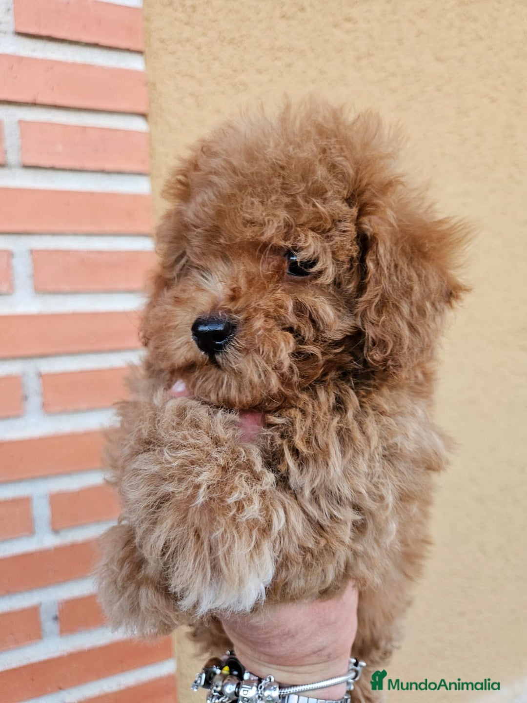 Caniche Toy perros en venta: Excelente cachorro caniche Toy rojo - Imagen 3