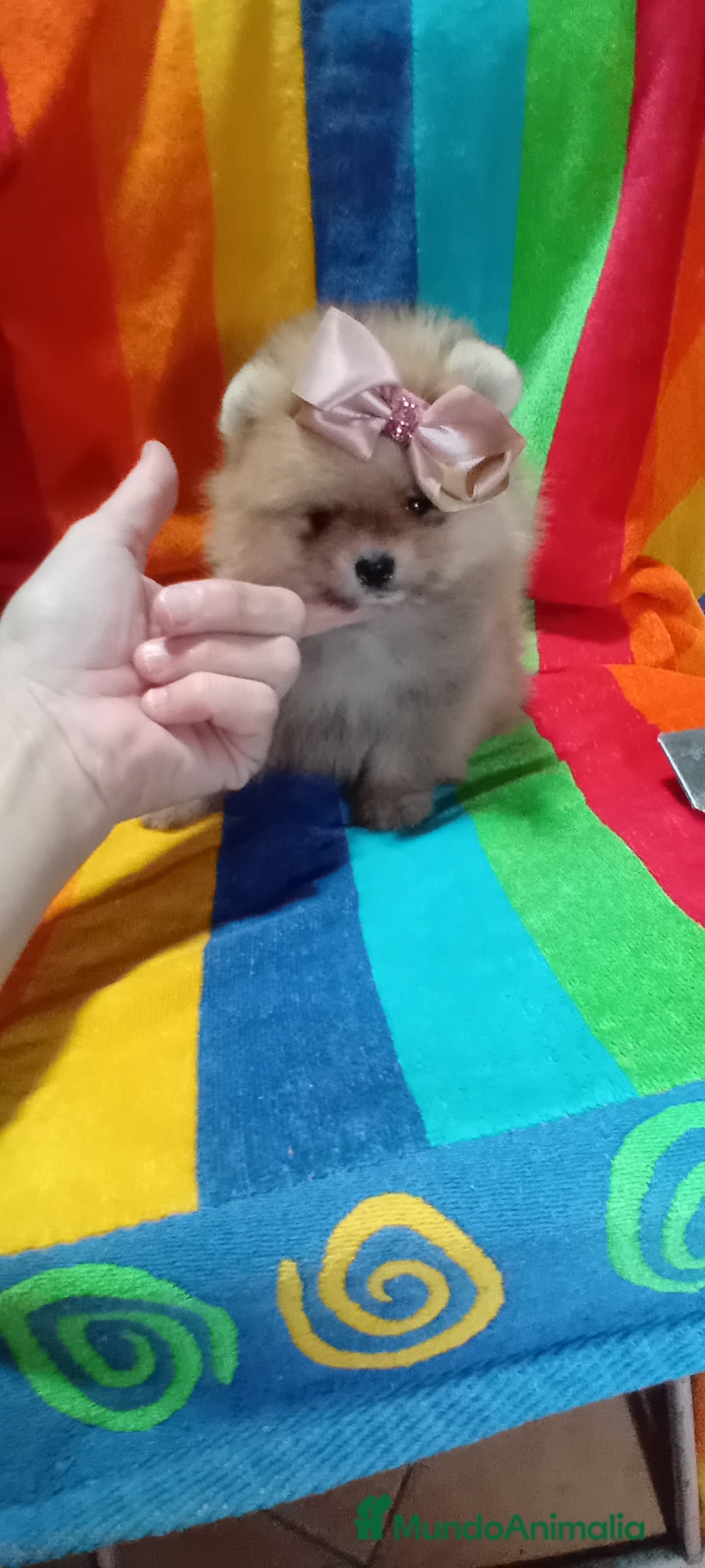 Pomerania perros en venta: Preciosos pomeranias americanos boo  - Imagen 2