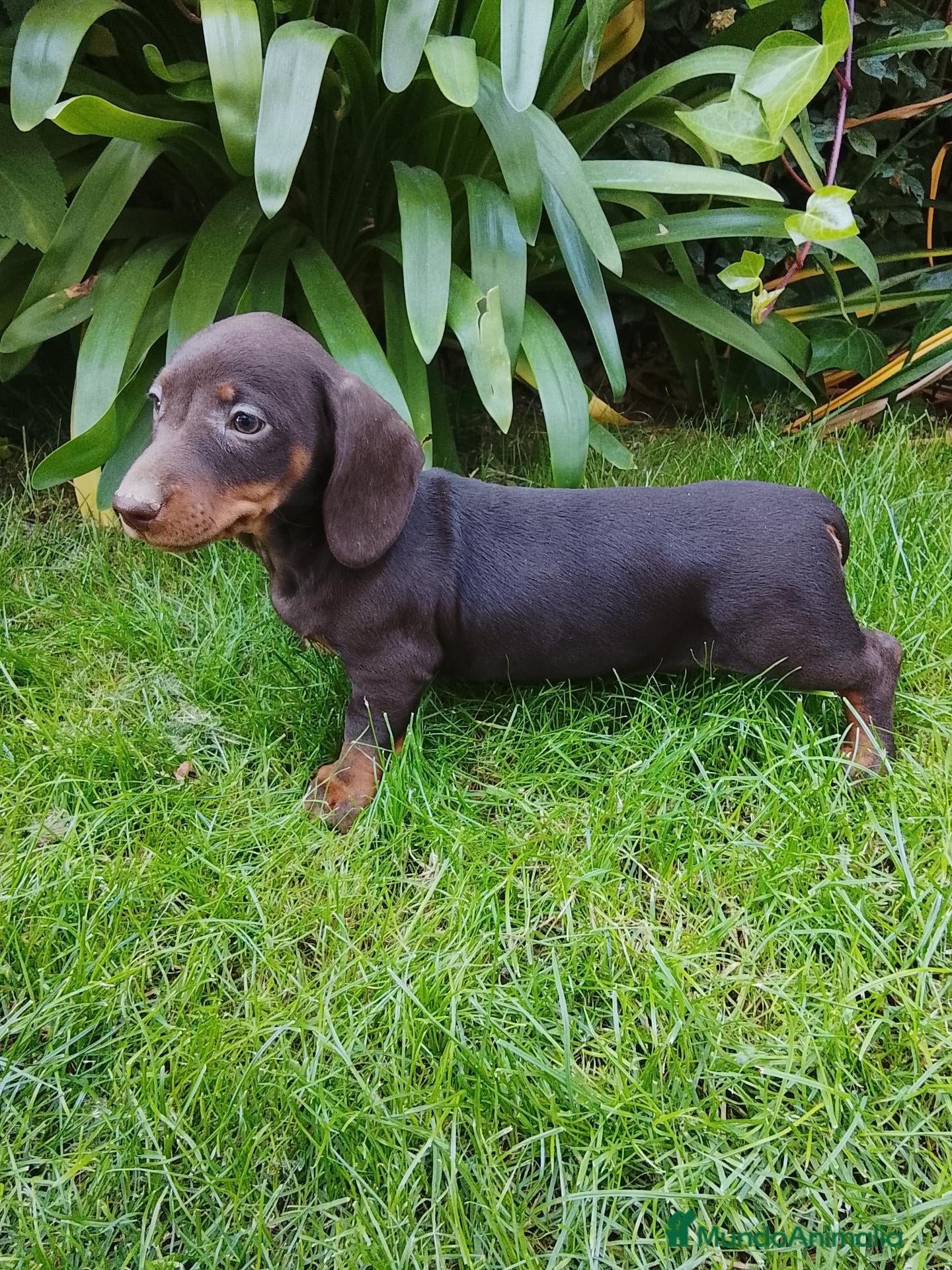 Teckel Miniatura perros Cachorros de teckel miniatura negro y chocolate  - Anuncio 2