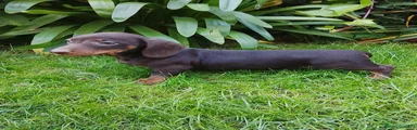 Teckel Miniatura 1