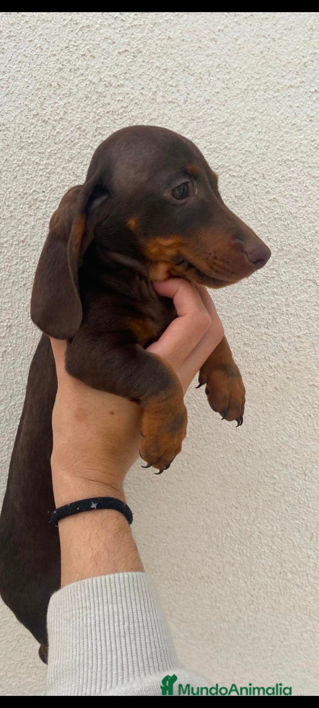 Teckel perros en venta: Teckel kaninchen  - Imagen 3