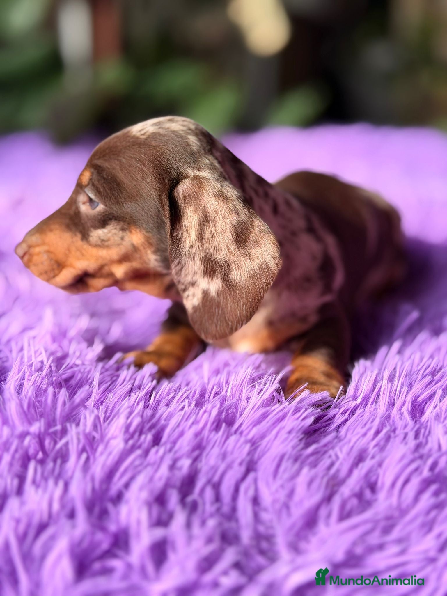 Teckel Miniatura perros TECKEL ARLEQUIN CHOCOLATE HEMBRA - Anuncio 2