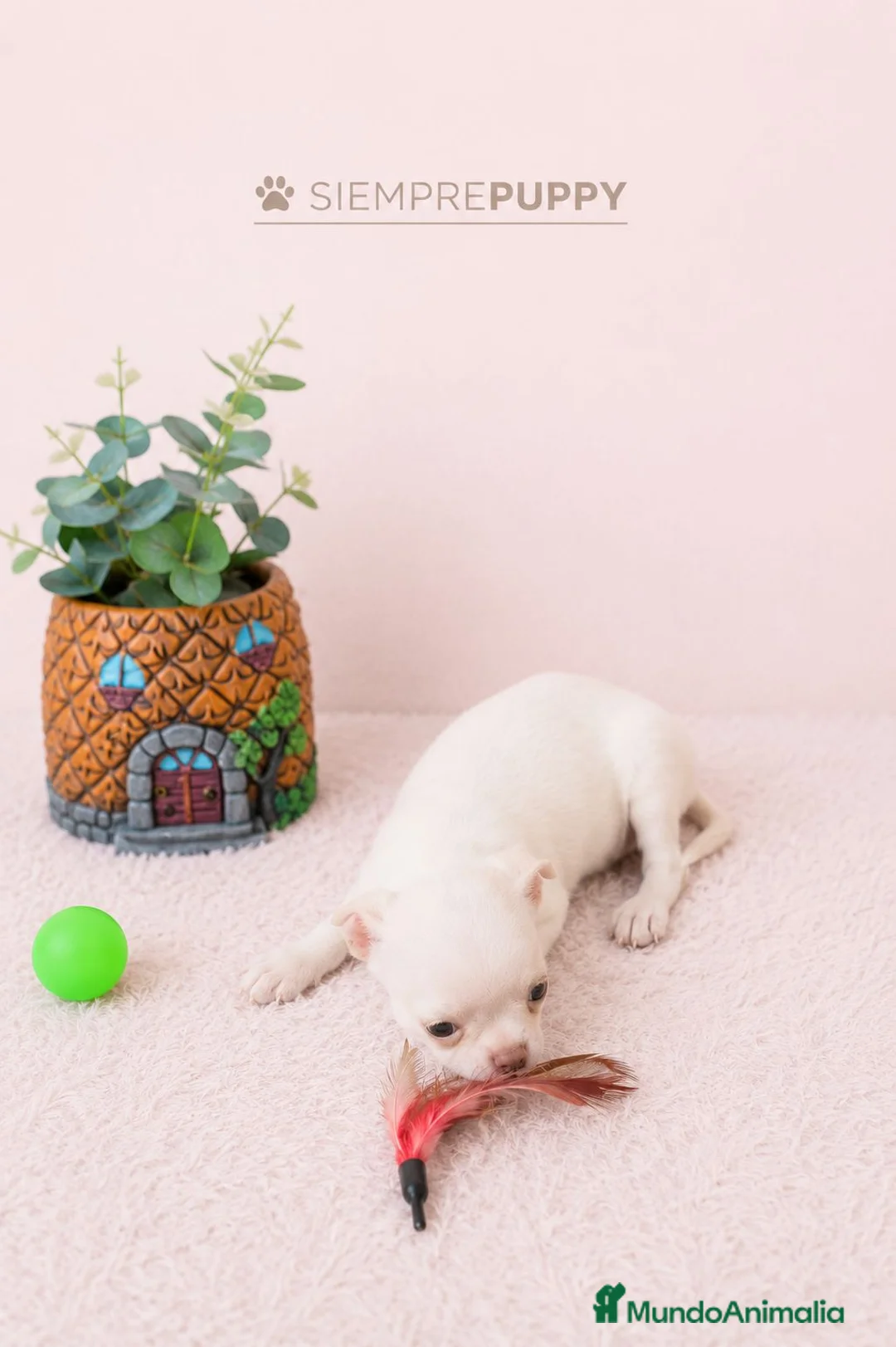 Chihuahua perros en venta: CHIHUAHUA TOY CABEZA DE MANZANA - Anuncio 2