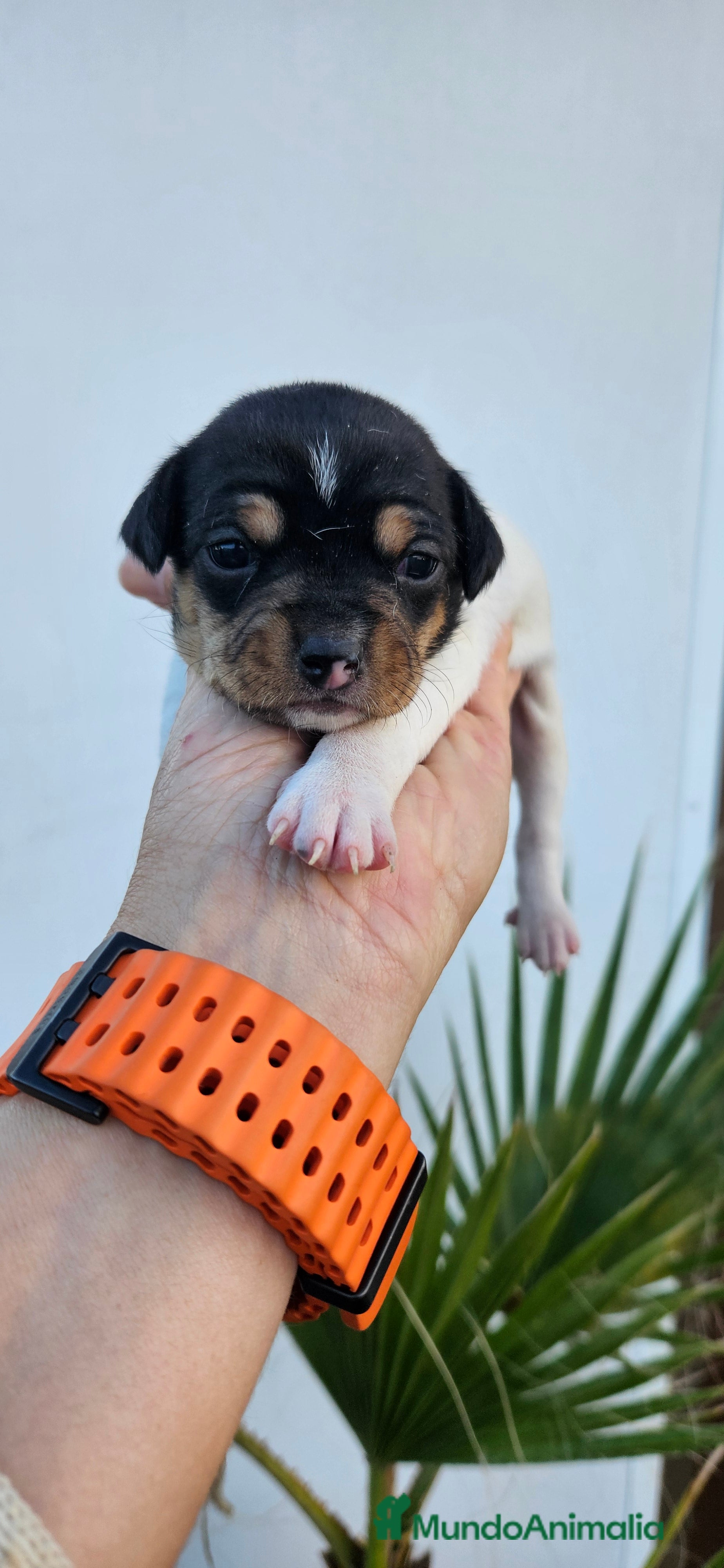 Ratonero Bodeguero Andaluz perros Ratonero bodeguero andaluz - Anuncio 2