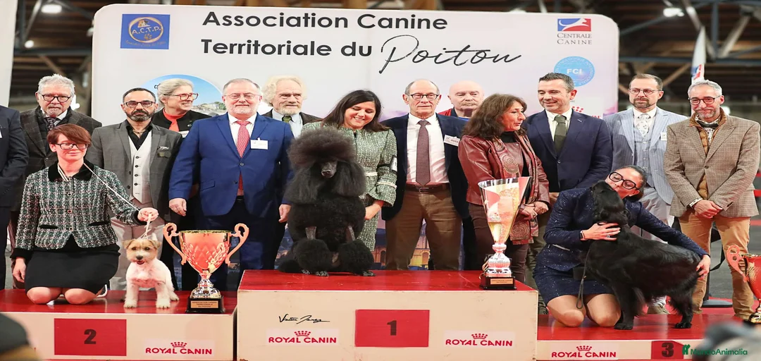 Imagen de galería {{count}}