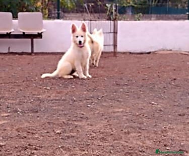 Pastor Blanco Suizo perros Pastor Blanco Suizo  - Anuncio 2