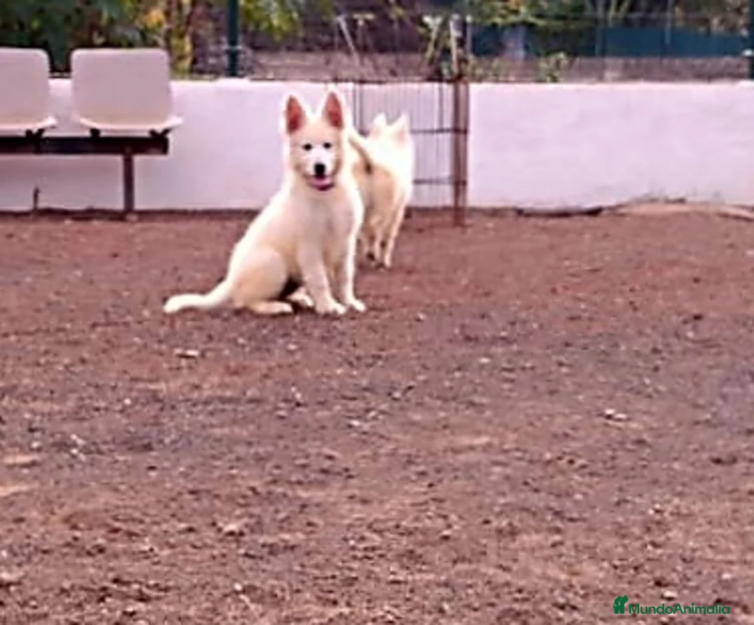 Pastor Blanco Suizo perros en venta: Pastor Blanco Suizo  - Anuncio 2