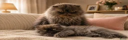Persa gatos en venta: Precioso persa americano black smoke - Anuncio 3